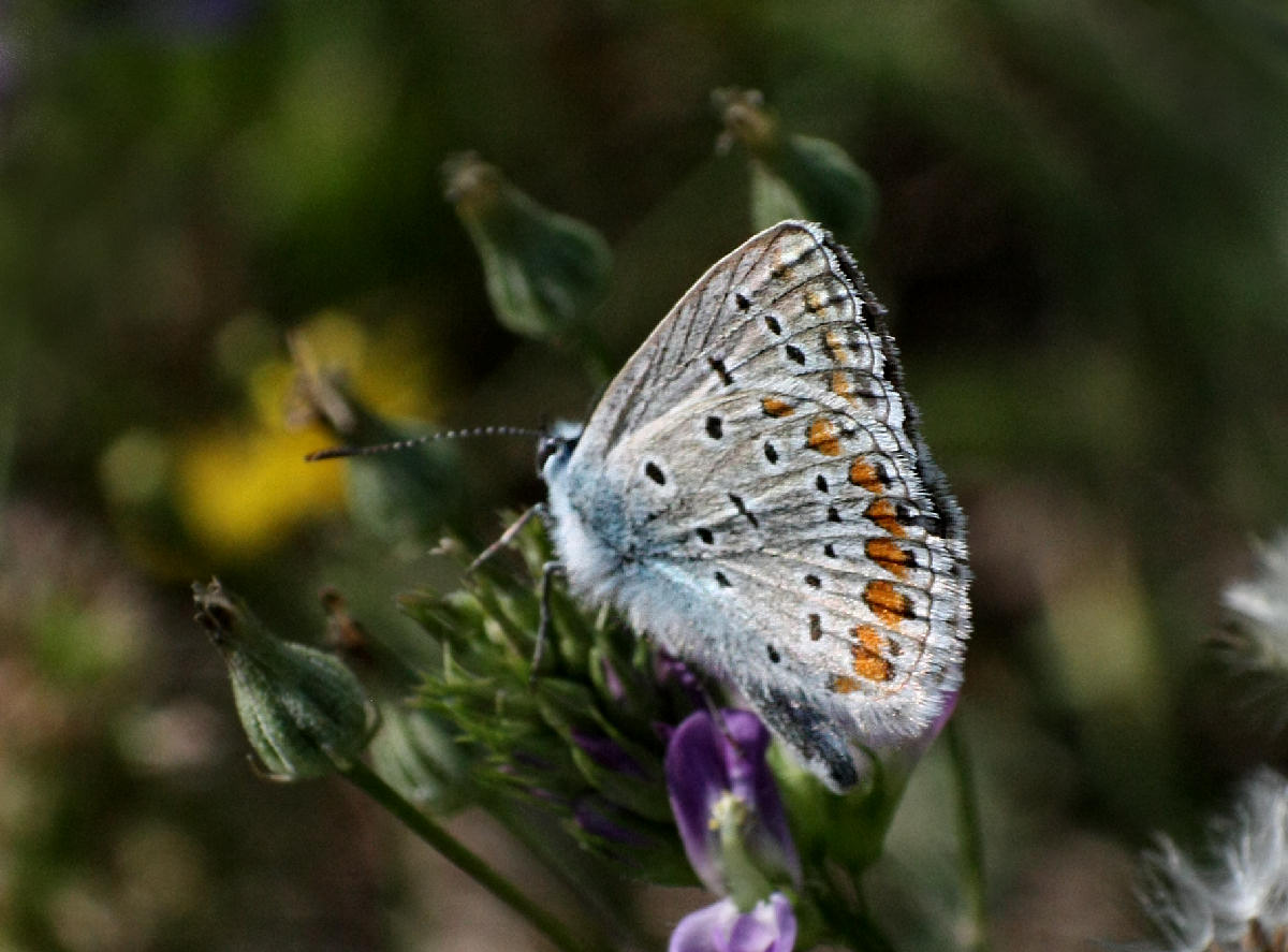 Aricia agestis ?